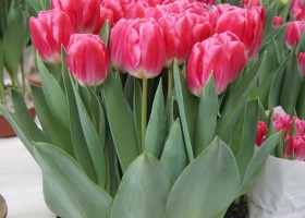 Tulipa Pink Stone (3)