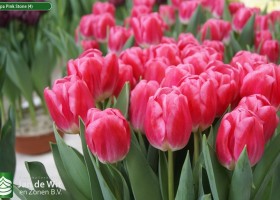 Tulipa Pink Stone (4)