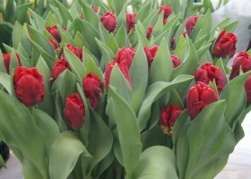 Tulipa Pioneer (1)