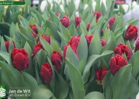 Tulipa Pioneer (2)