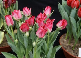 Tulipa Prinses Angelique