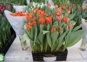Tulipa Queensday (1)