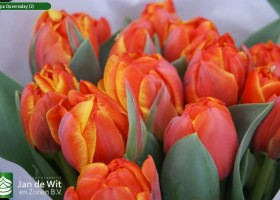 Tulipa Queensday (2)