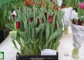 Tulipa Red Crown (1)