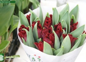 Tulipa Red Crown (2)