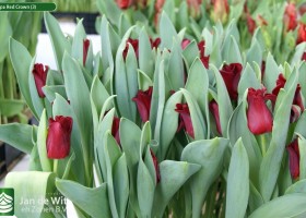 Tulipa Red Crown (3)