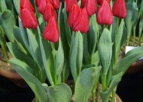 Tulipa Red Dragon (1)