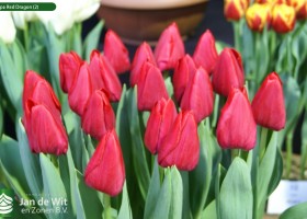 Tulipa Red Dragon (2)