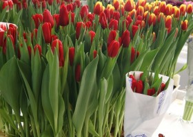 Tulipa Red Label (1)