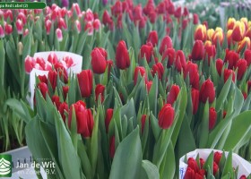 Tulipa Red Label (2)