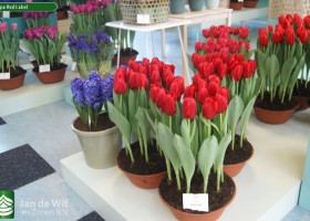 Tulipa Red Label