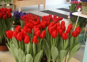 Tulipa Red Light (1)