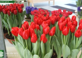 Tulipa Red Light (2)
