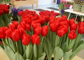 Tulipa Red Light (3)