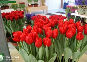 Tulipa Red Light (4)