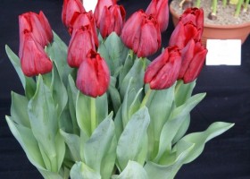 Tulipa Red Planet (1)