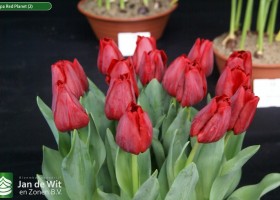 Tulipa Red Planet (2)