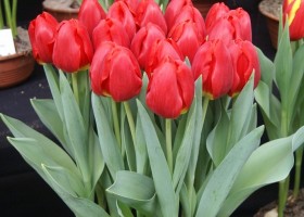 Tulipa Red Stone (1)