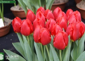 Tulipa Red Stone (2)