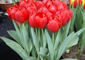 Tulipa Red Stone (3)