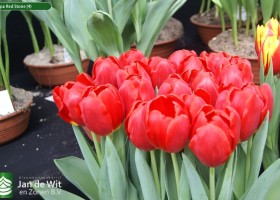 Tulipa Red Stone (4)