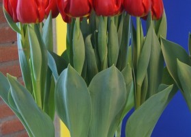 Tulipa Rescue (1)
