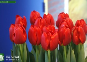 Tulipa Rescue (2)