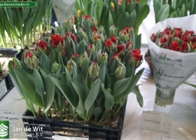 Tulipa Rococo Double (1)