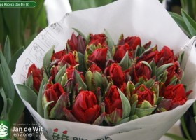 Tulipa Rococo Double (2)