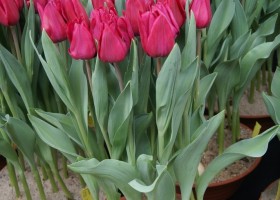 Tulipa Roussillion (1)
