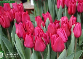 Tulipa Roussillion (2)