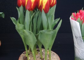 Tulipa Russia (1)