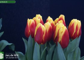 Tulipa Russia (2)