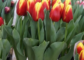 Tulipa Russia (3)
