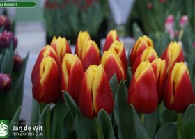 Tulipa Russia (4)