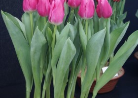 Tulipa Sandor (1)