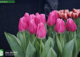 Tulipa Sandor (2)