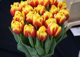 Tulipa Shell (1)