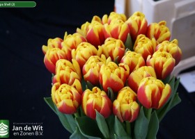 Tulipa Shell (2)
