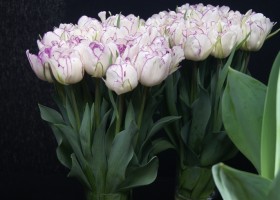 Tulipa Shirley Double (1)