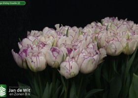 Tulipa Shirley Double (2)