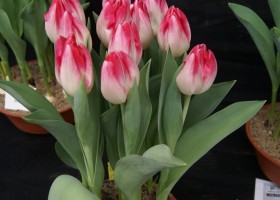 Tulipa Sinfonie (1)