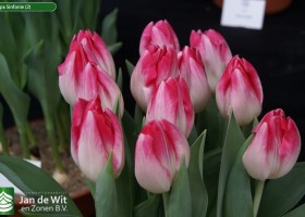 Tulipa Sinfonie (2)