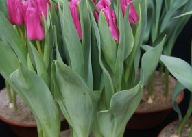Tulipa Sint Helena (1)