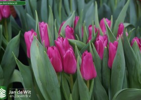 Tulipa Sint Helena (2)