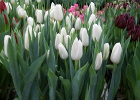 Tulipa Snowhill (1)