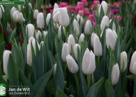 Tulipa Snowhill (2)