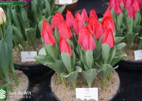 Tulipa Spryng (1)