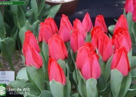 Tulipa Spryng (2)