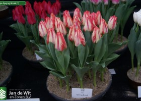 Tulipa Spryng Break (1)